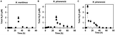 Nitrous oxide production and consumption by marine ammonia-oxidizing archaea under oxygen depletion